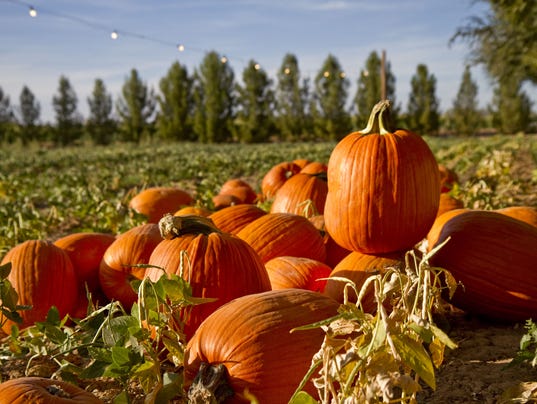 Pumpkin & Chili Festival