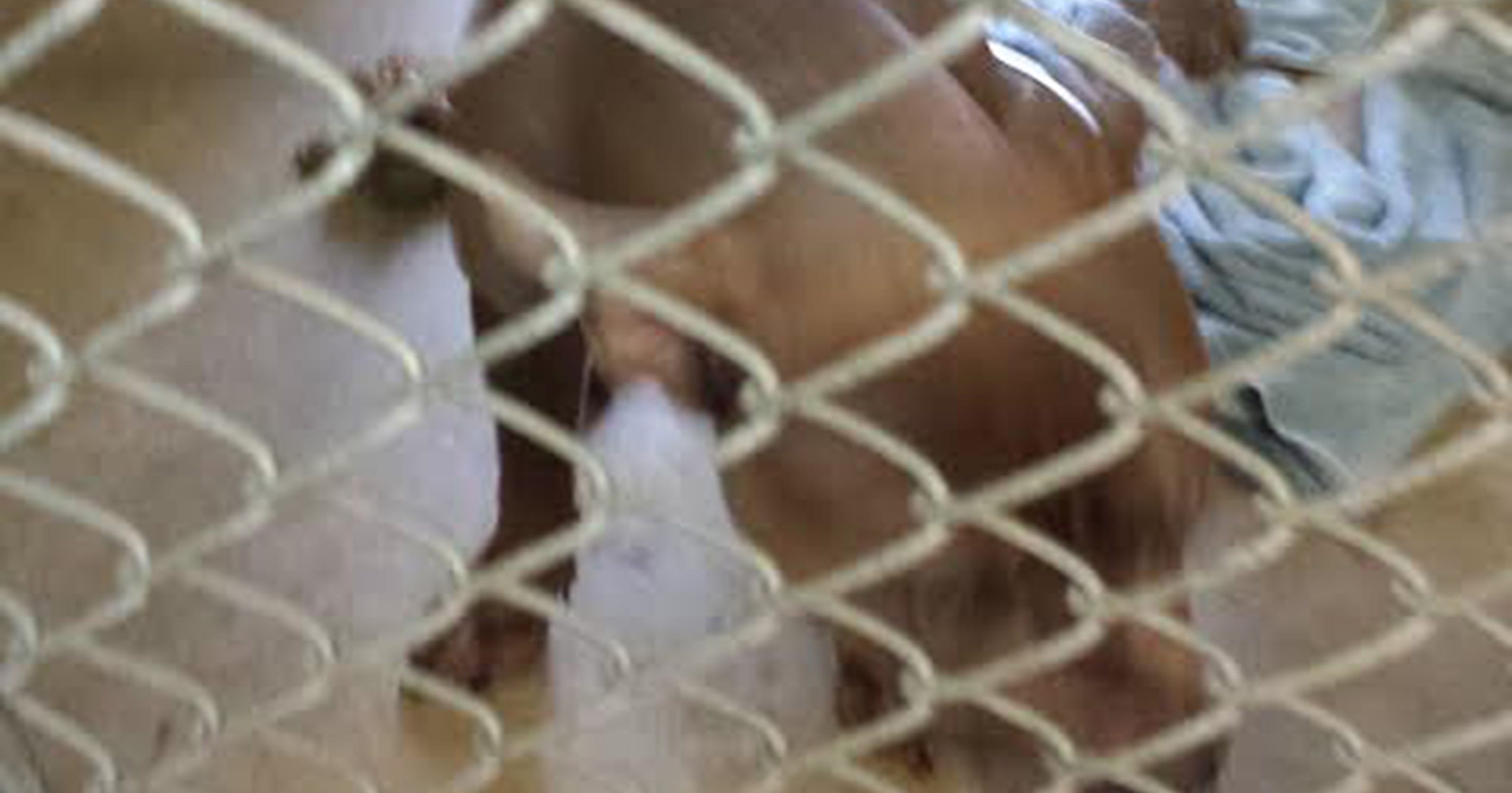 4-year-old killed in pit bull attack