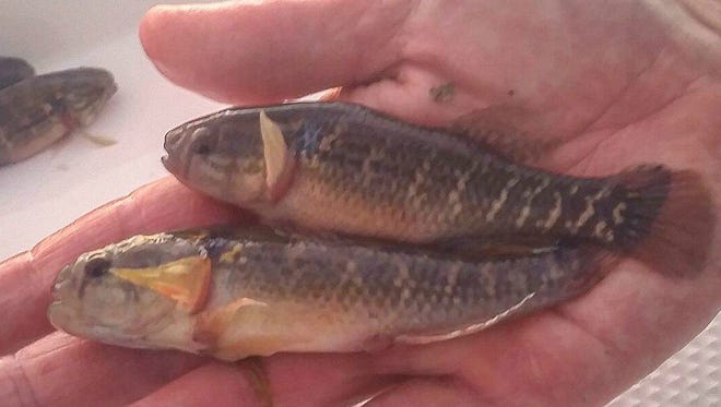 Mud minnows were observed schooling by Jayson Arman in the Indian River Lagoon Sunday.