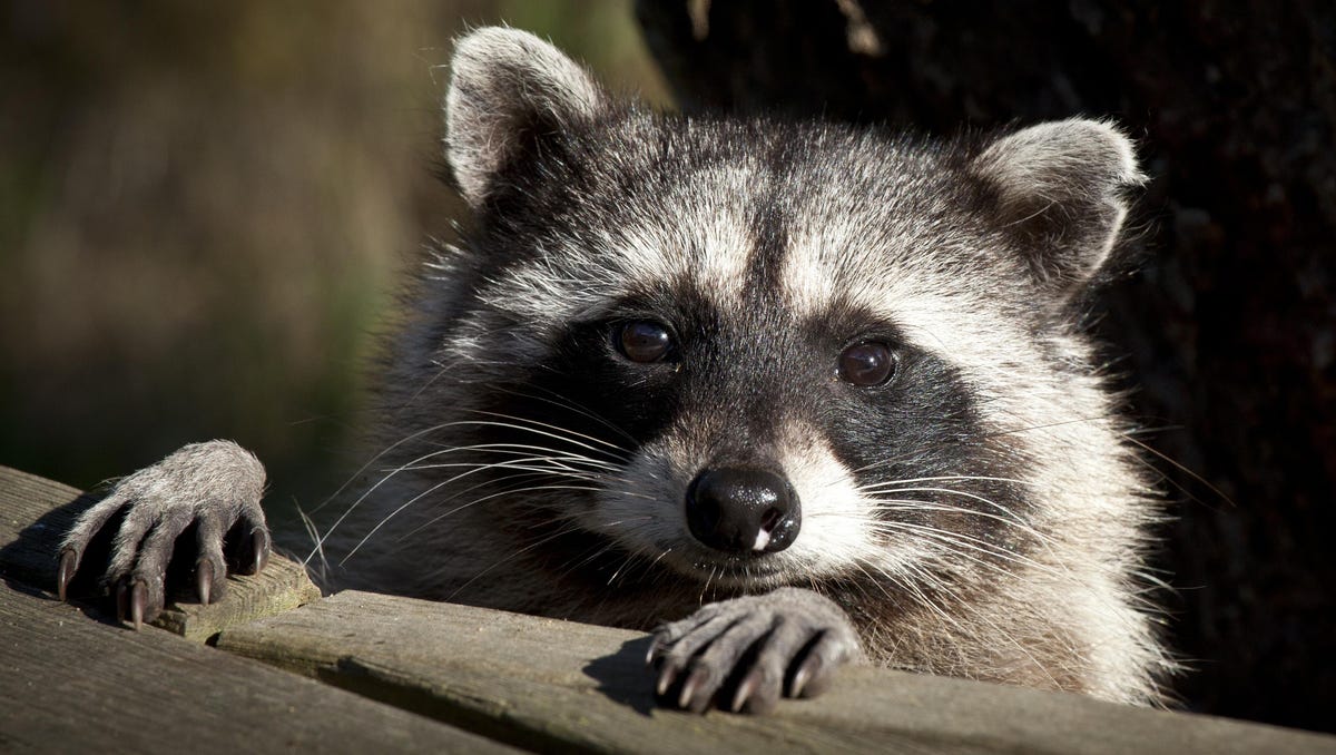 It S Winter Watch Out For Falling Raccoons