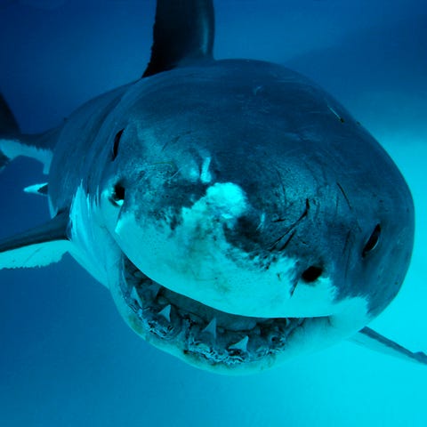 A Great White Shark is shown in South Australia.