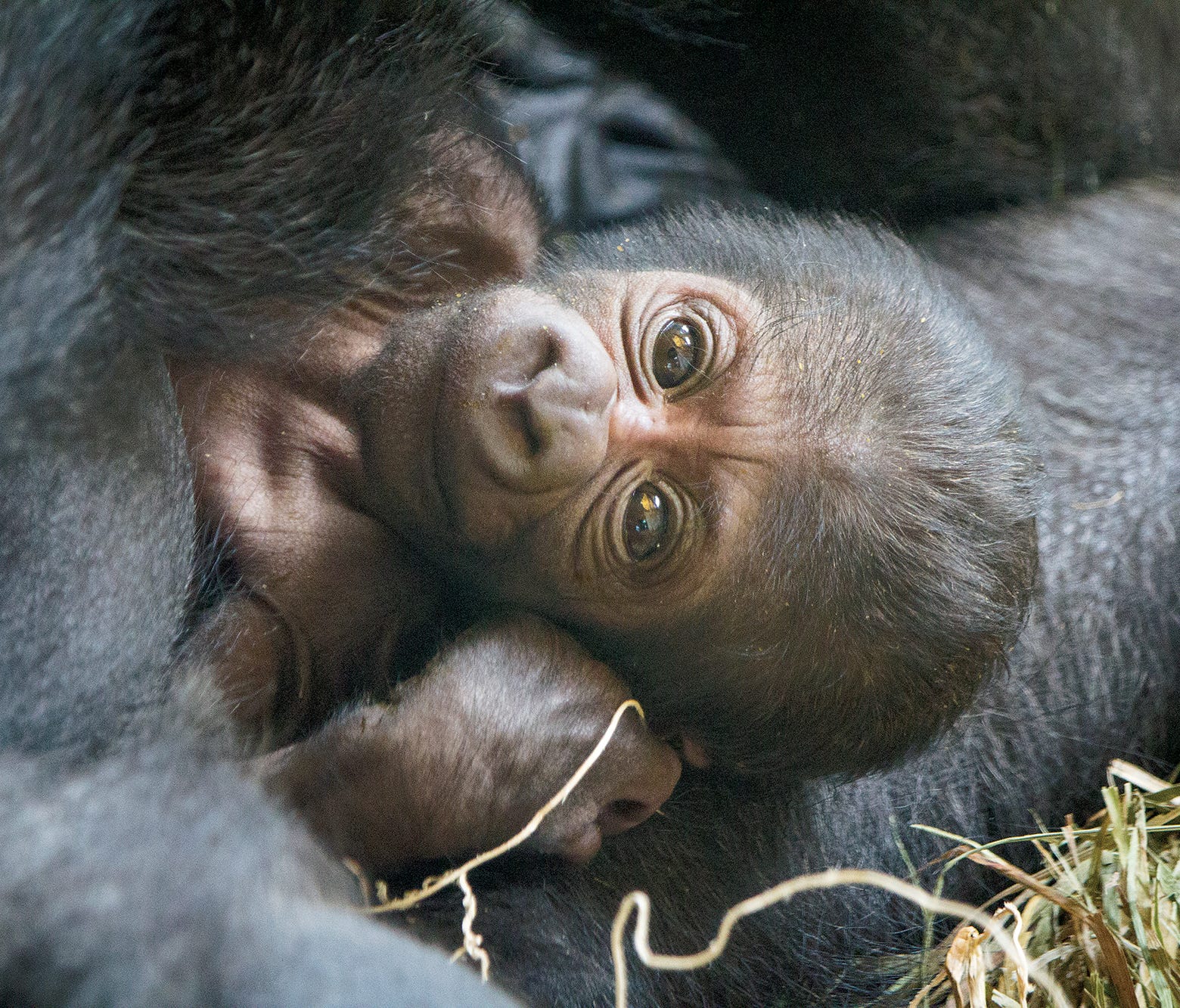 This western lowland gorilla, Ajabu, was born on June 2 at Philadelphia Zoo and can be found in the PECO Primate Reserve.