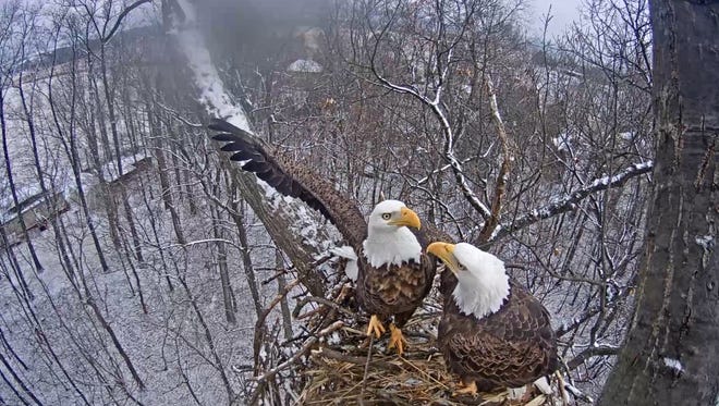 A screen capture of the Hanover eagles' nest on January 16, 2018