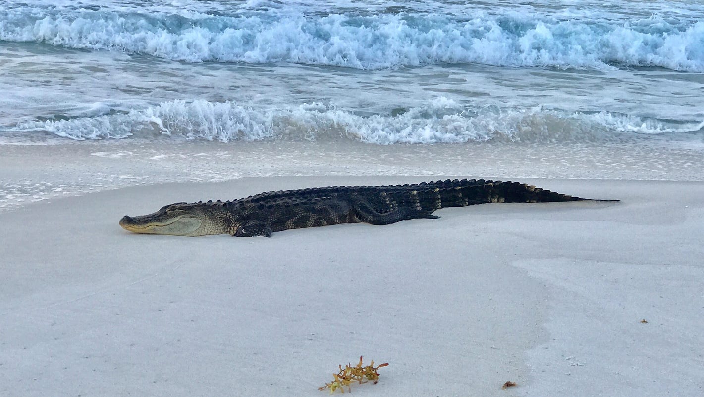 Alligator Spotted On Pensacola Beach