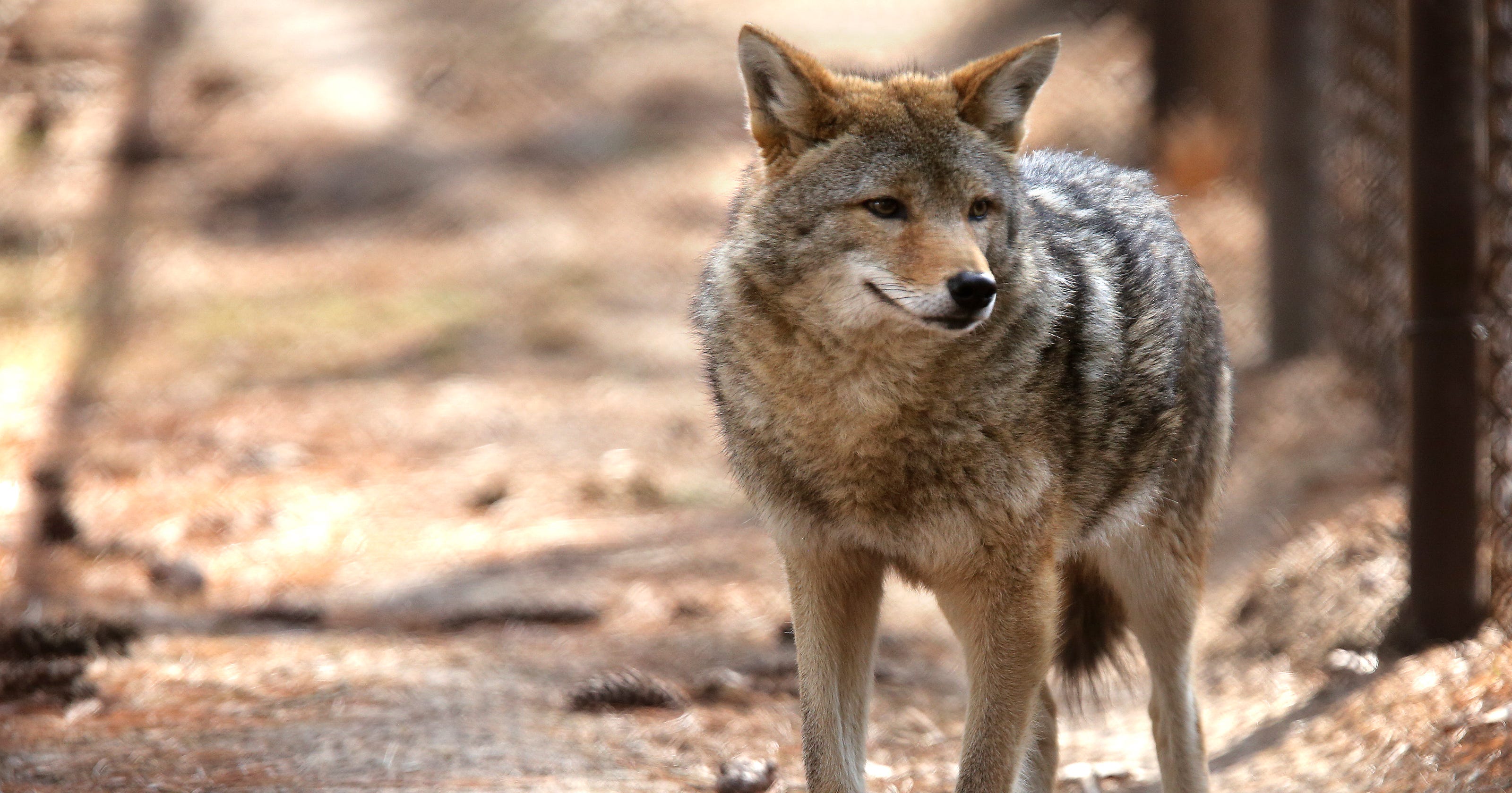 Coyotes in Philadelphia: Why are the animals showing up?