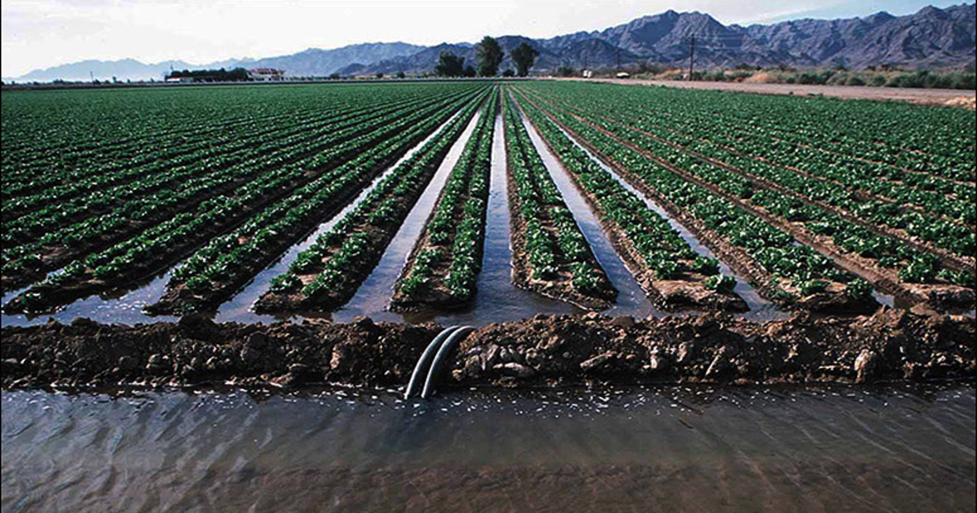 Account Suspended Drip irrigation system, Drip irrigation, Irrigation Account Suspended Drip irrigation system, Drip irrigation, Irrigation