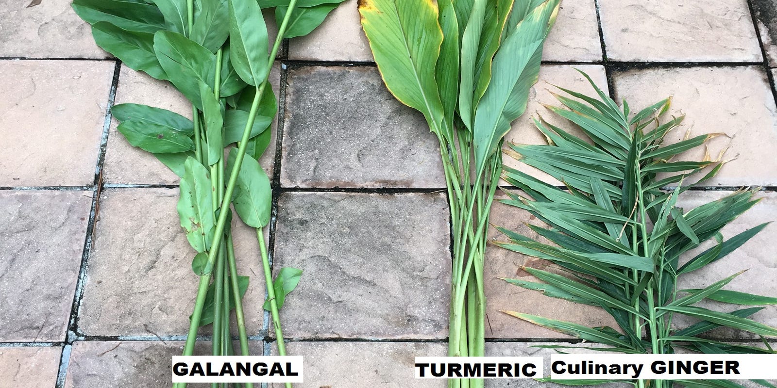 It's a snap to grow edible gingers