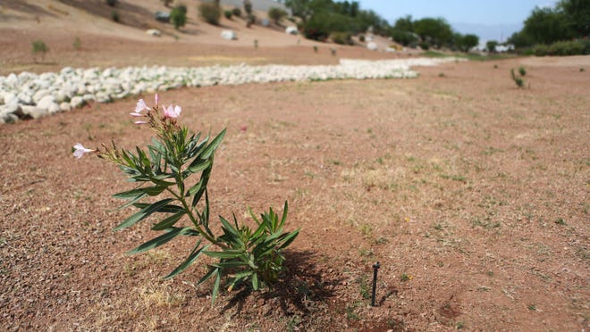 A young oleander plant sits in one of the catch water basins in Sun City Shadow Hills on Tuesday in Indio. The homeowners association at Sun City Shadow Hills has been working on incorporating desert landscaping into their common areas like medians and golf courses. Photo taken April 2015.