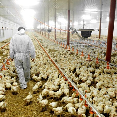 This is where your chicken comes from today.