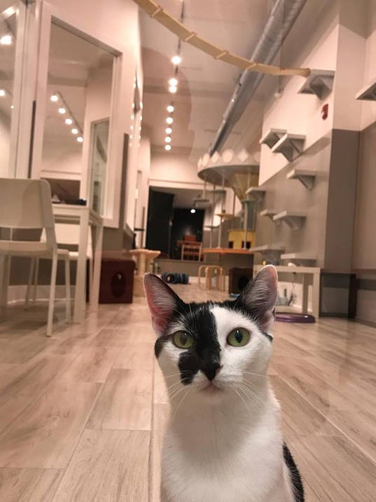 Catsbury Park  first cat  cafe  at the Jersey Shore opens 