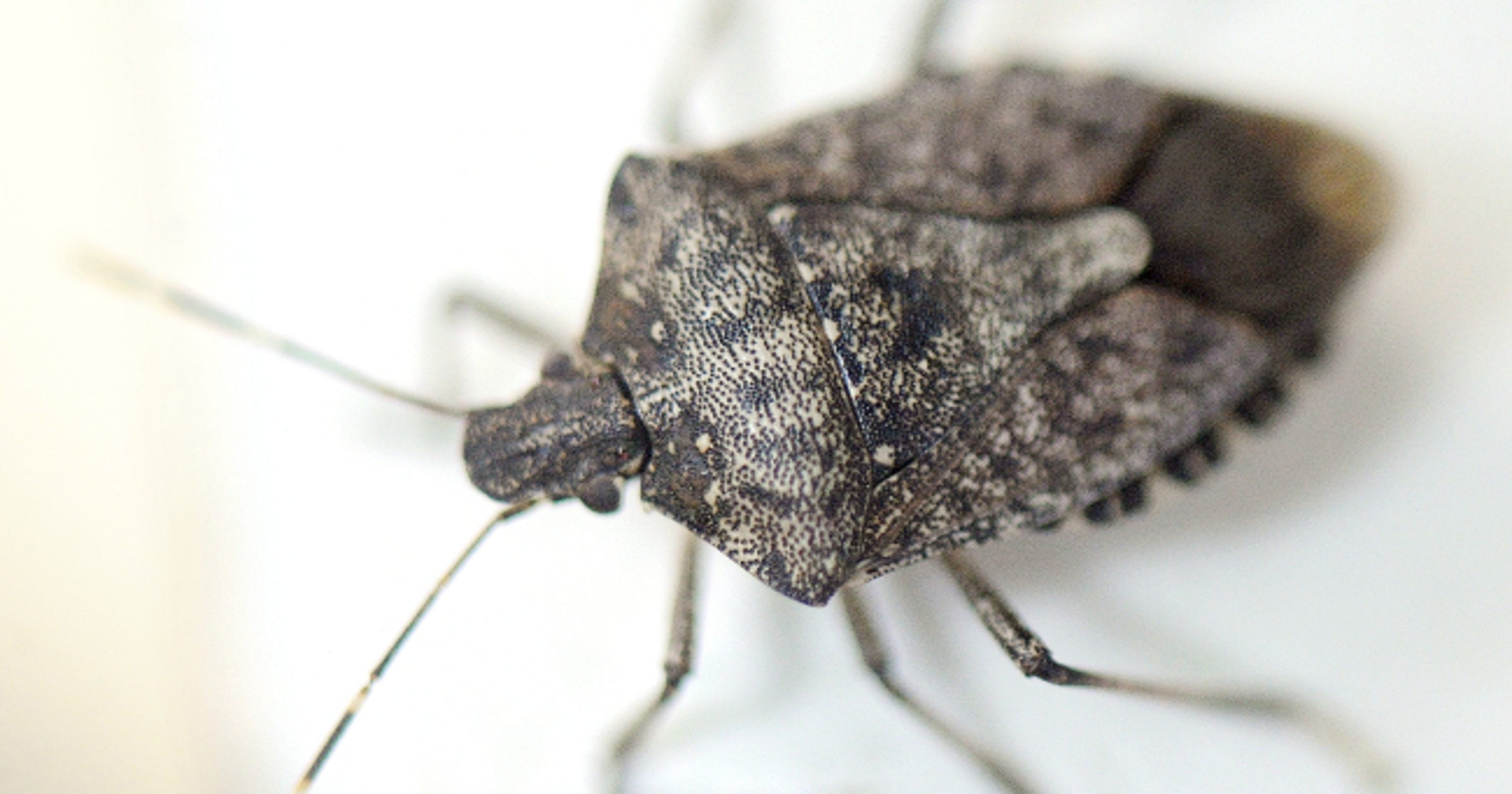 Stink bugs on the side of the house? All they want to do is survive - How To Get Stink Bugs Out Of Your House