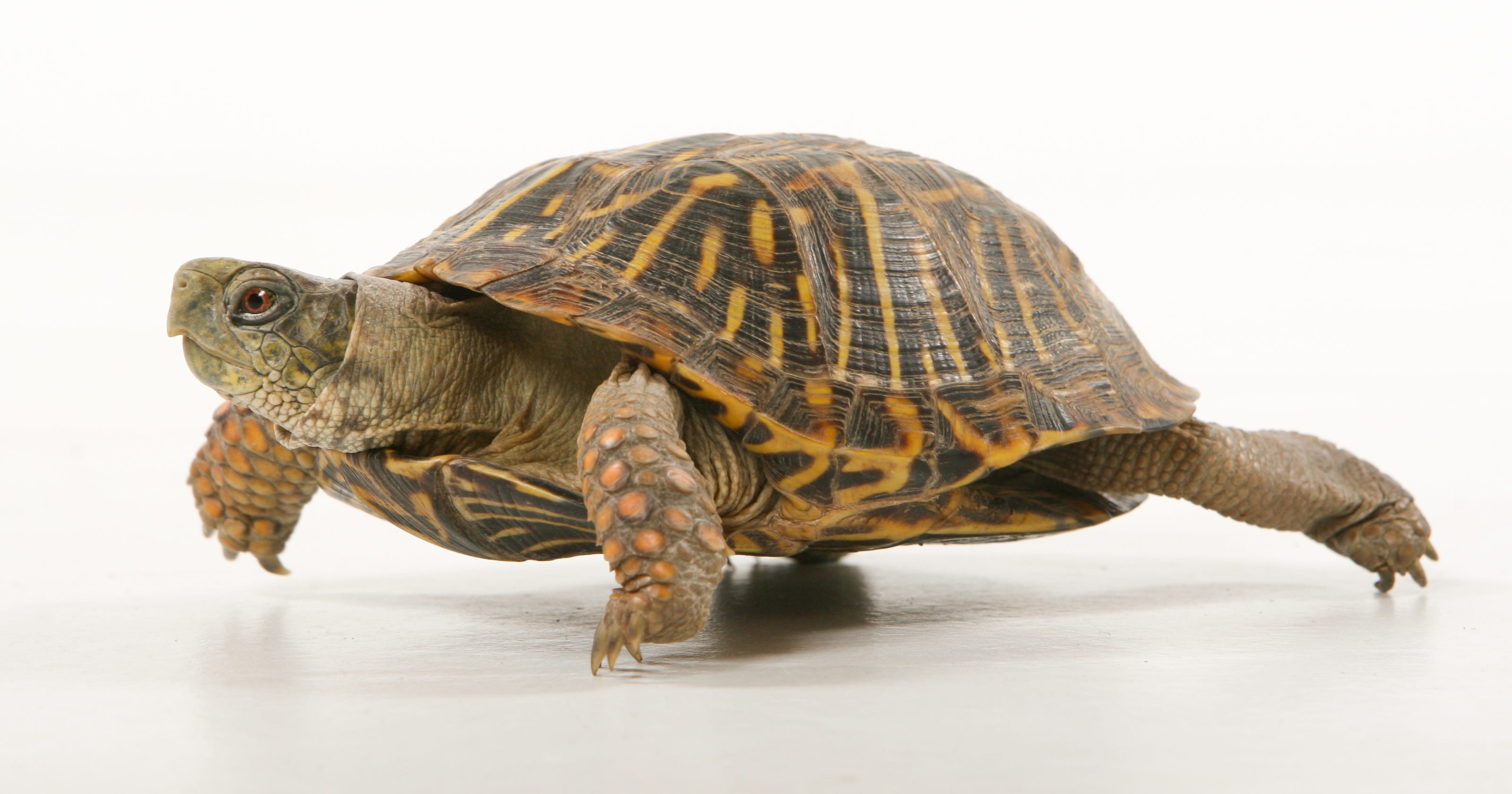 pet-turtles-linked-to-salmonella-outbreak-in-13-states