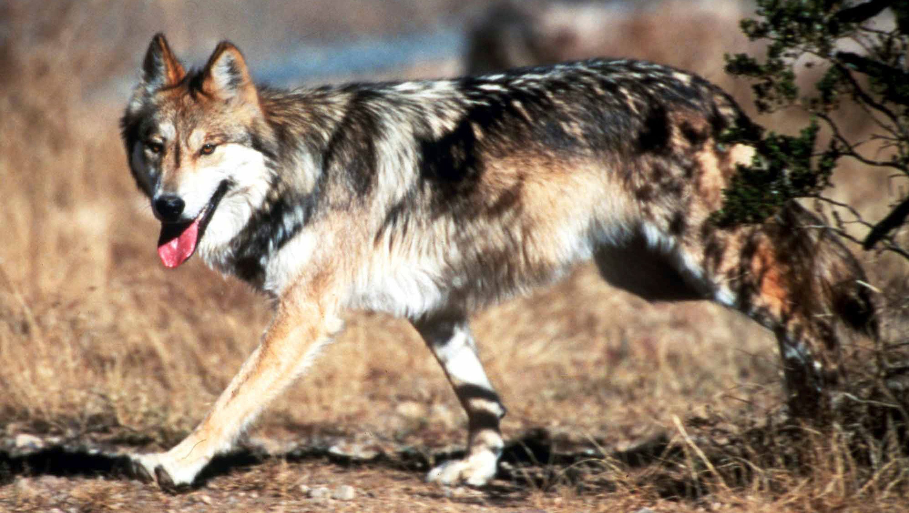 Trump officials end gray wolf protections except for Mexican gray wolf