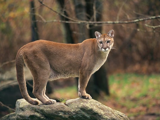 is a puma a big cat