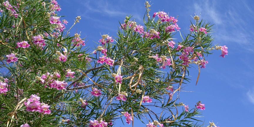 Yard Garden Reasons For Desert Willow S Decline