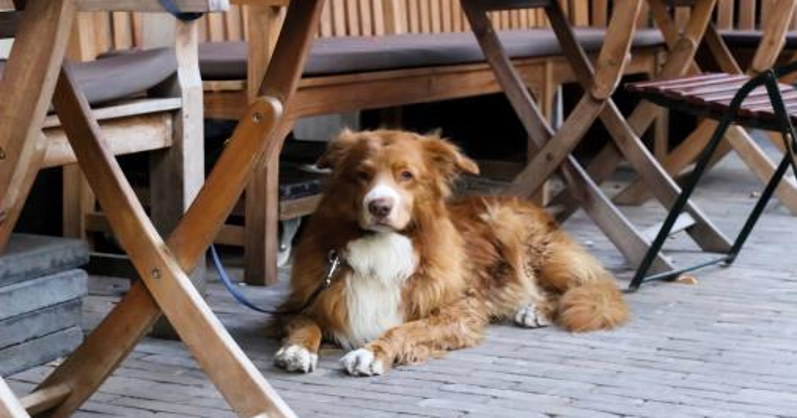 Dogs In Outdoor Dining Areas Ricetta ed ingredienti dei Foodblogger