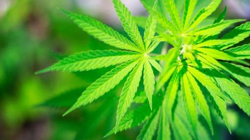 Medical marijuana legalization measure returns to ballot this year.