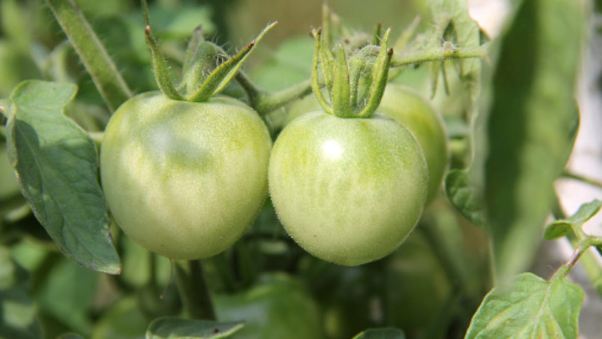Green Tomato Chow Chow Because Summer S Year Round Our simple chinese vegetable chow mein is infused with soy sauce, rice vinegar, oyster sauce, and groundnut oil. green tomato chow chow because summer