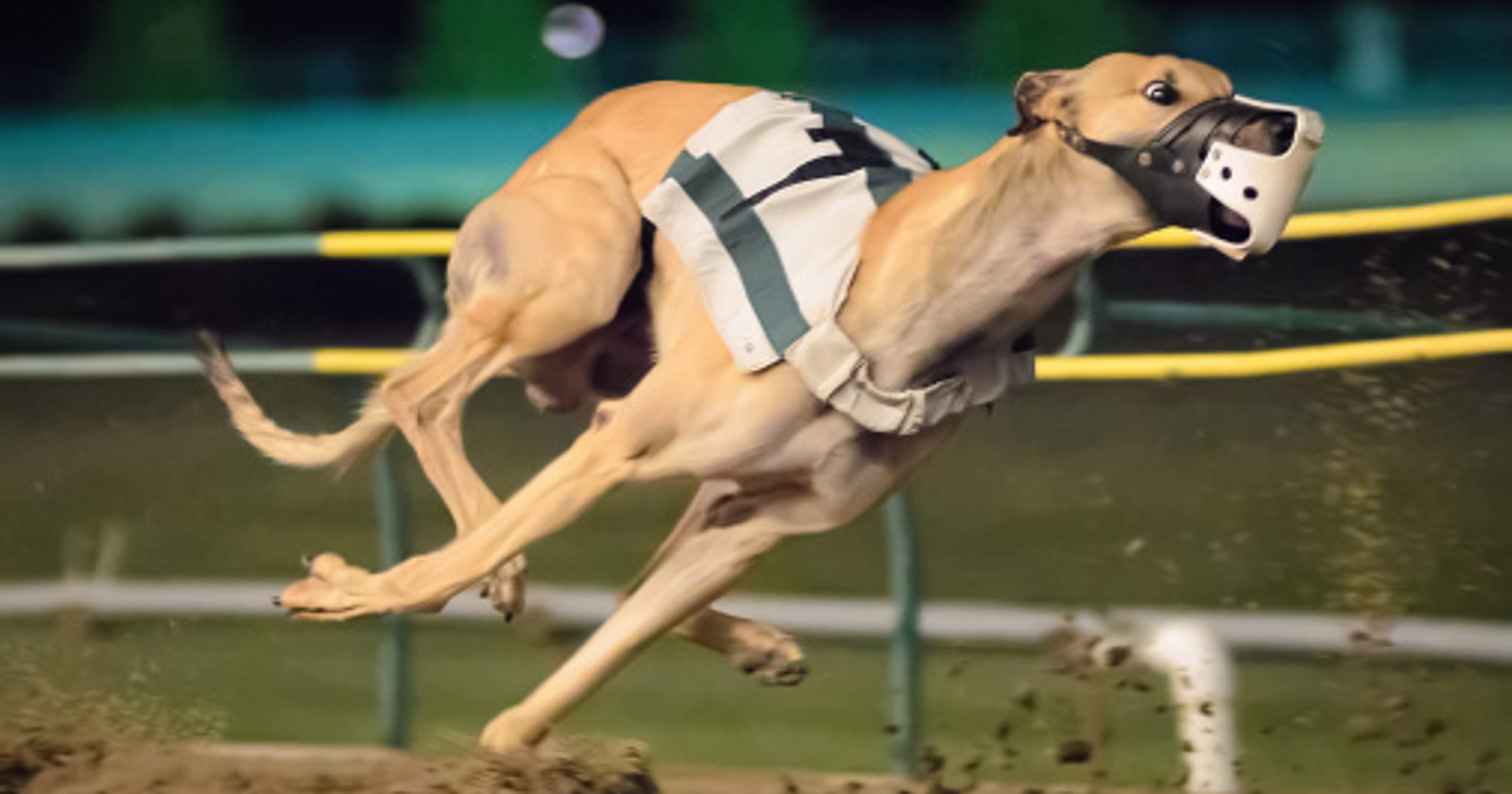 Pensacola Greyhound Track ends live dog races after Amendment 13 passes