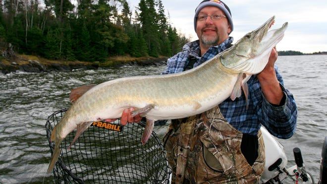 There are about 100 lakes managed for muskies statewide, with more lakes in the planning to be stocked in future years.
