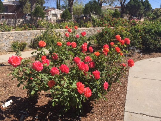 Rose Garden To Open For Public Tour Saturday