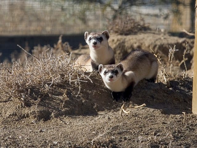 Game And Fish Volunteers Hunt For Black Footed Ferrets To