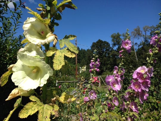 Hollyhocks are tall ornamental plants that are grown for their large, colorful flowers. They belong to the mallow family, Malvaceae. The scientific name is Alcea (Althaea) rosea. They are native to China, but they have become a common garden plant in the United States.