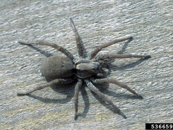 Michigan Spiders Identification Chart