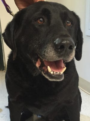 Midnight is a 9-year-old black lab who was dropped off overnight in the outside kennels at the shelter. Don’t let the age fool you. This guy still has a lot of spunk left! Because of his size and energy level, we’re looking for a home for him with children older than 10. If you’ve got the right place for Midnight, please stop out and meet him