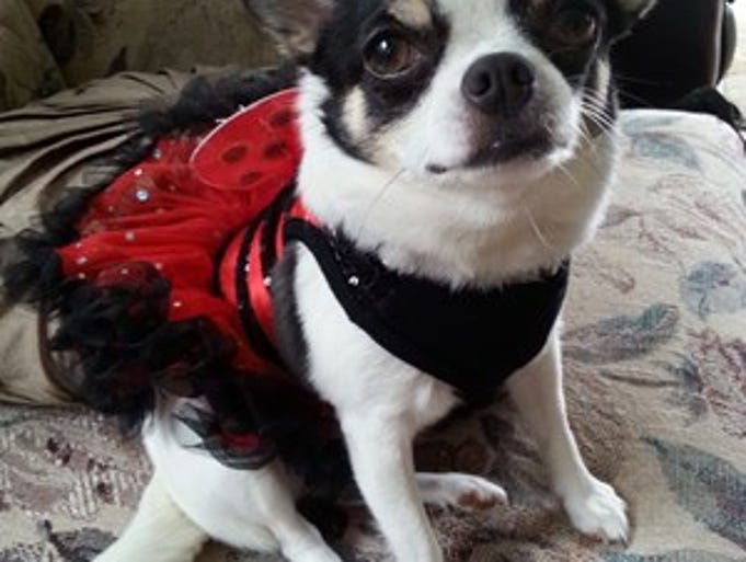 Mia the June Bug!
My name is Mia, and I am a two-year-old