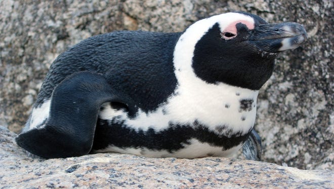An African Penguin.