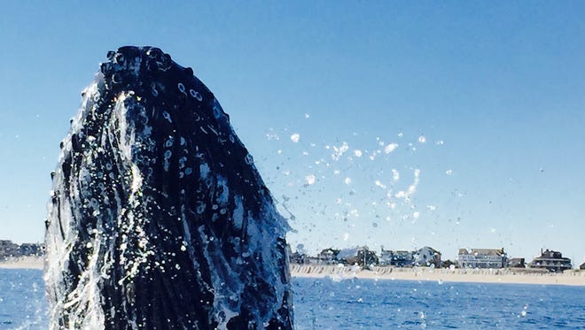 A humpback whale surprises a party of boaters fishing off the coast of Bay Head on Nov. 8.