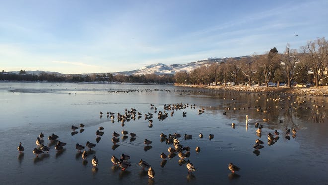 A view of several ducks swimming on Virginia Lake in January.