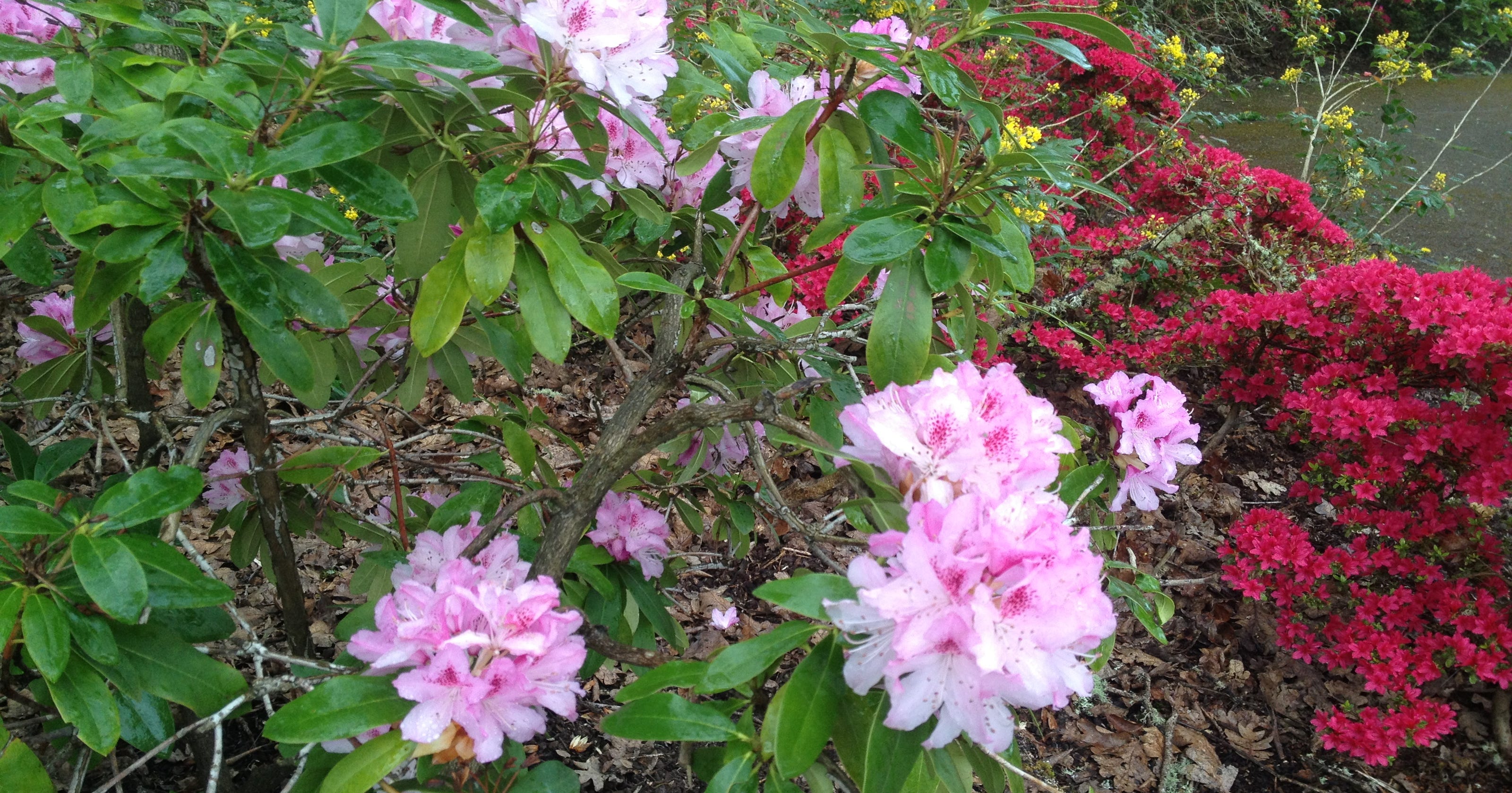 Be patient when pruning lilac and rhodies