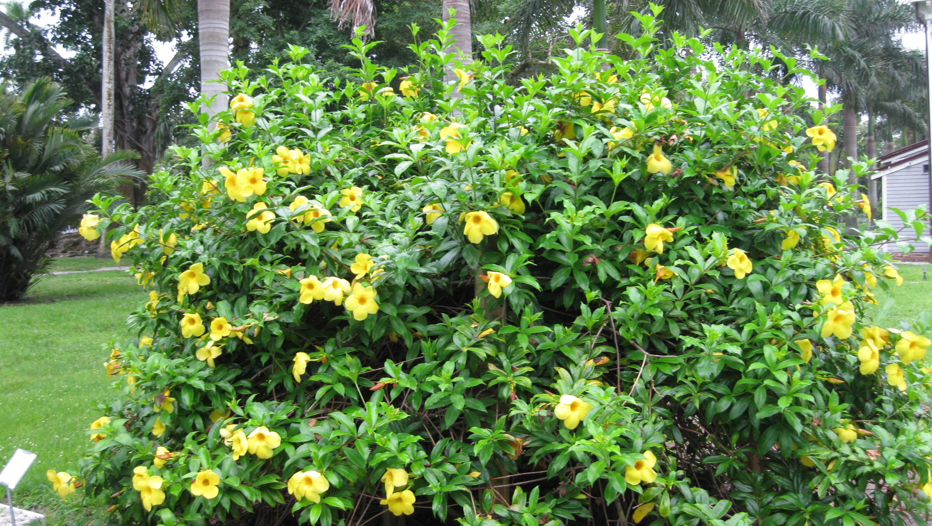 Inventing Your Garden Plants For Hot Sunny Florida