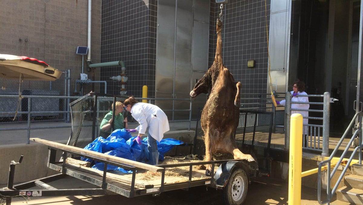 Court Of Appeals Could Revive Lawsuit Over Cow Deaths In Livingston