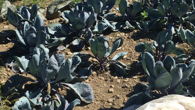 Crops like kale and turnips fare well in fall.