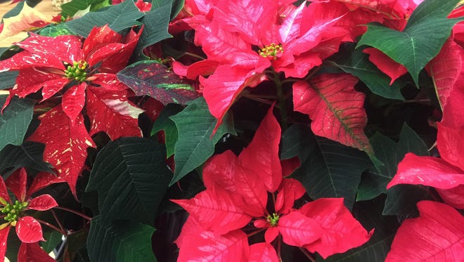 This Dec. 3, 2016 photo taken at a Langley, Wash., grocery store, shows poinsettias. Poinsettias come in many shapes and sizes but traditional red is still the most popular. There are more than 100 varieties of poinsettias, and range from the traditional red — still the most popular during the holidays — to pink, maroon, white and variegated.