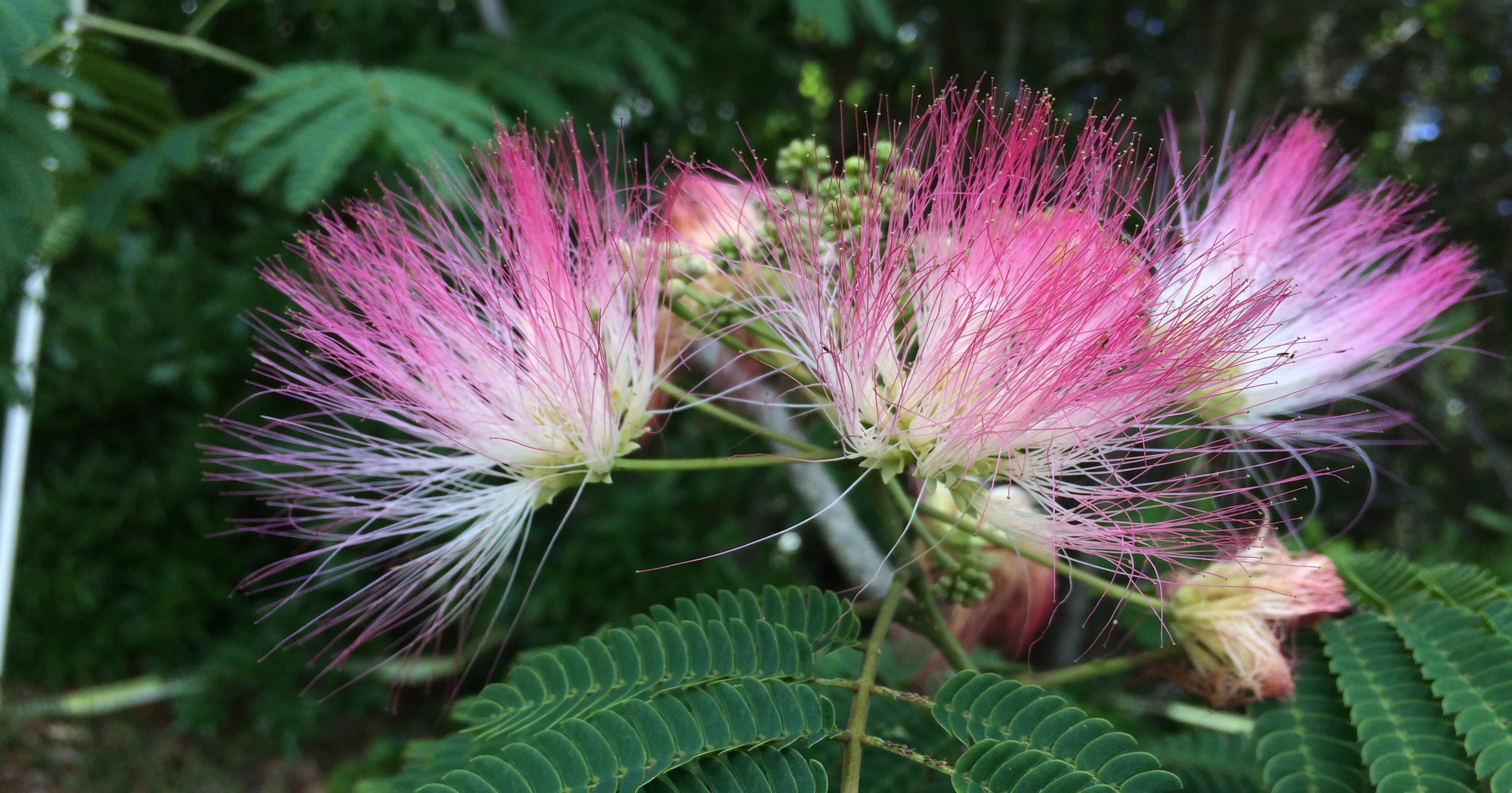 Put mimosa trees on your do not grow list