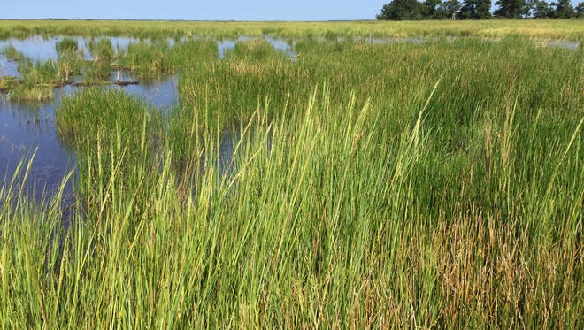 Where there had been open water a year earlier now stands waist-high cord grass and other native vegetation on 40 acres inside Blackwater National Wildlife Refuge, after a $2.1 million restoration project.