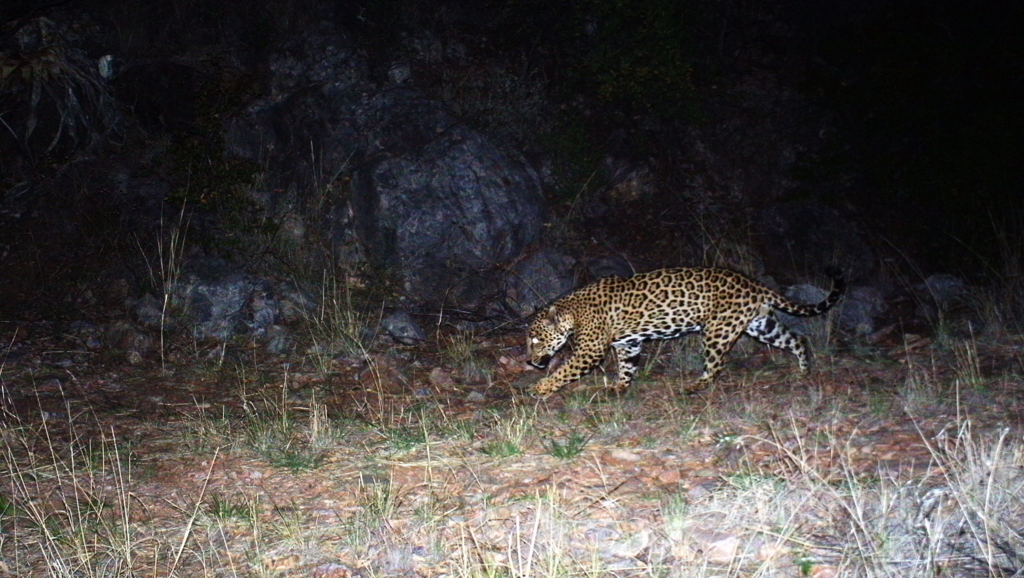 Arizona Jaguar Turns Out To Be Another Male