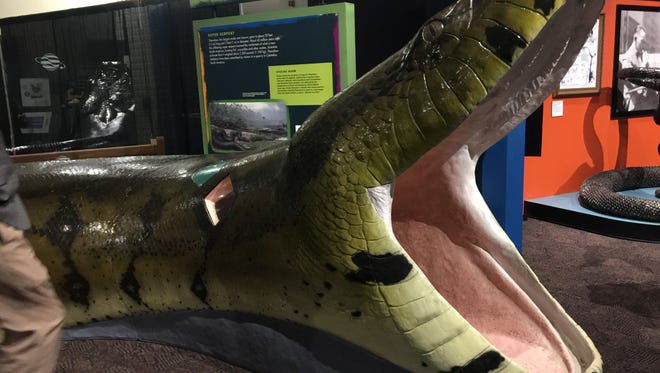 Kids can crawl through a model of Titanoboa, the world’s largest prehistoric snake.