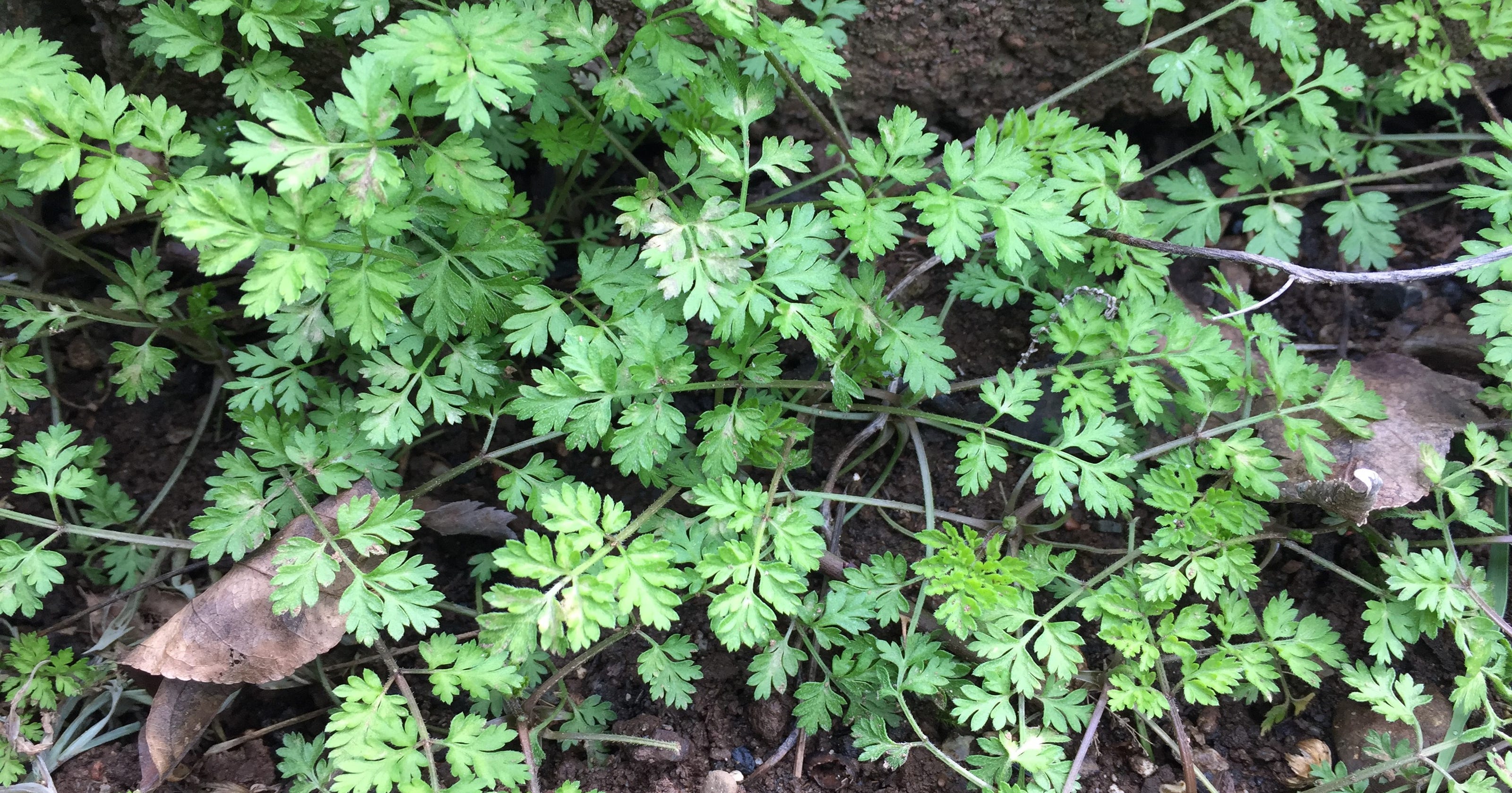 What is this? - Hedge Parsley