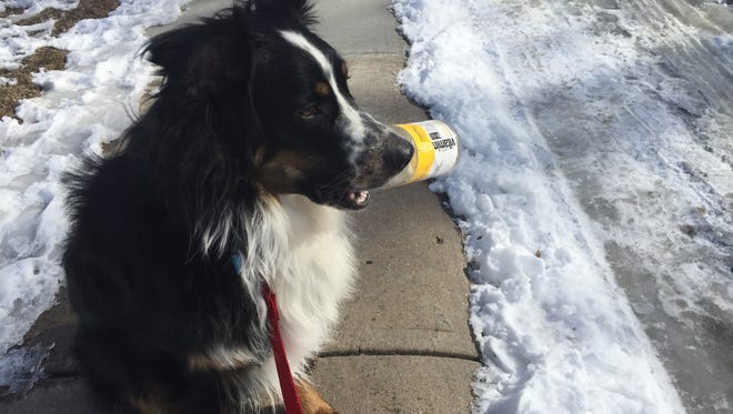 Cheddar, a 1-year-old Australian shepherd, does his part to cleanup his Fort Collins neighborhood by picking up plastic bottles while on walks.