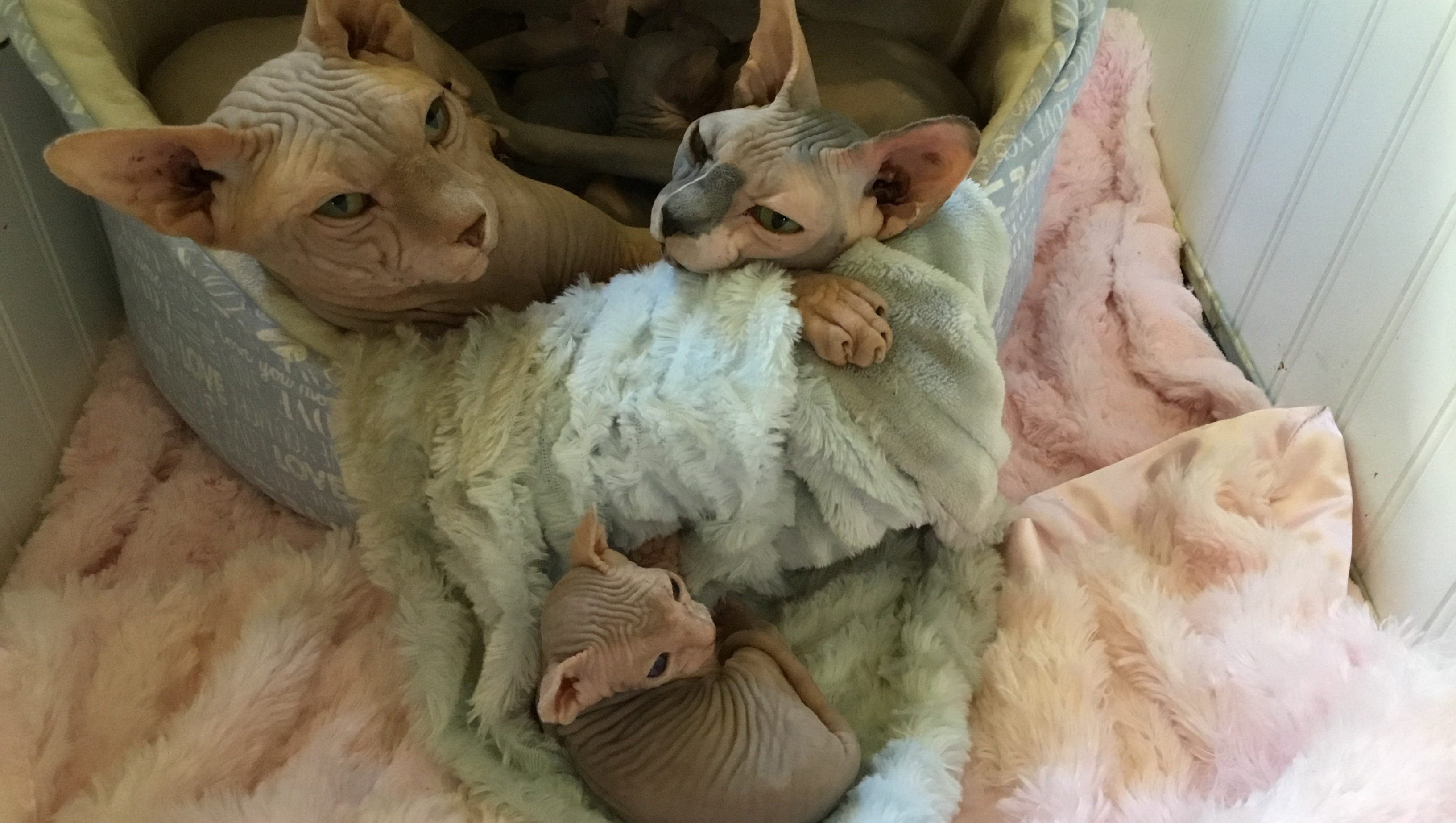 Naked Pets In Naples Becoming More Popular