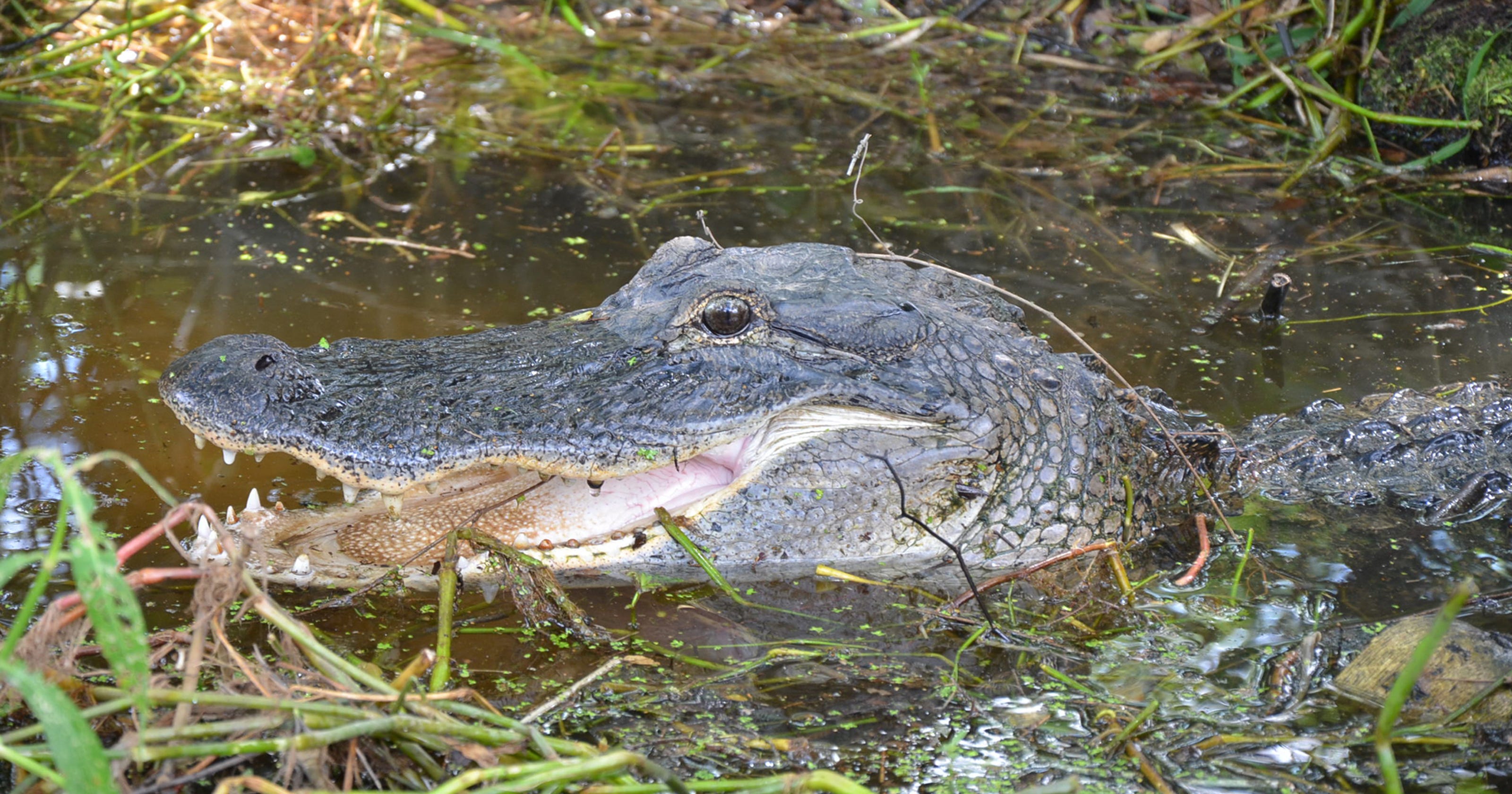 Suspected illegal feeding ends in killing of alligators
