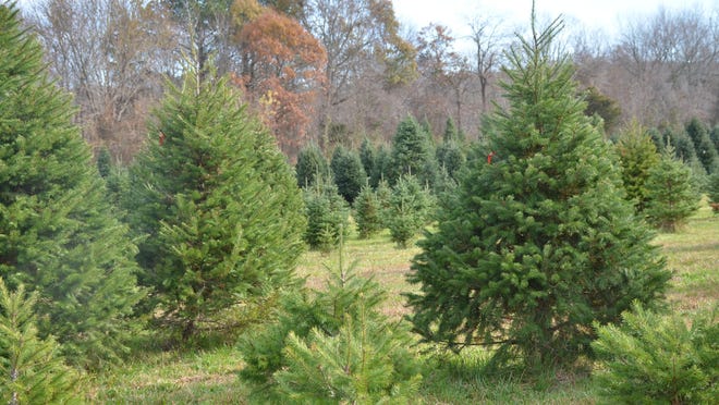 This file photo shows Sussex County, farms — such as Sposato’s Pine Hollow Farm in Milton — which offer fresh-cut trees, such as Douglas, Fraser, Concolor and Canaan firs and white pine or white spruce.