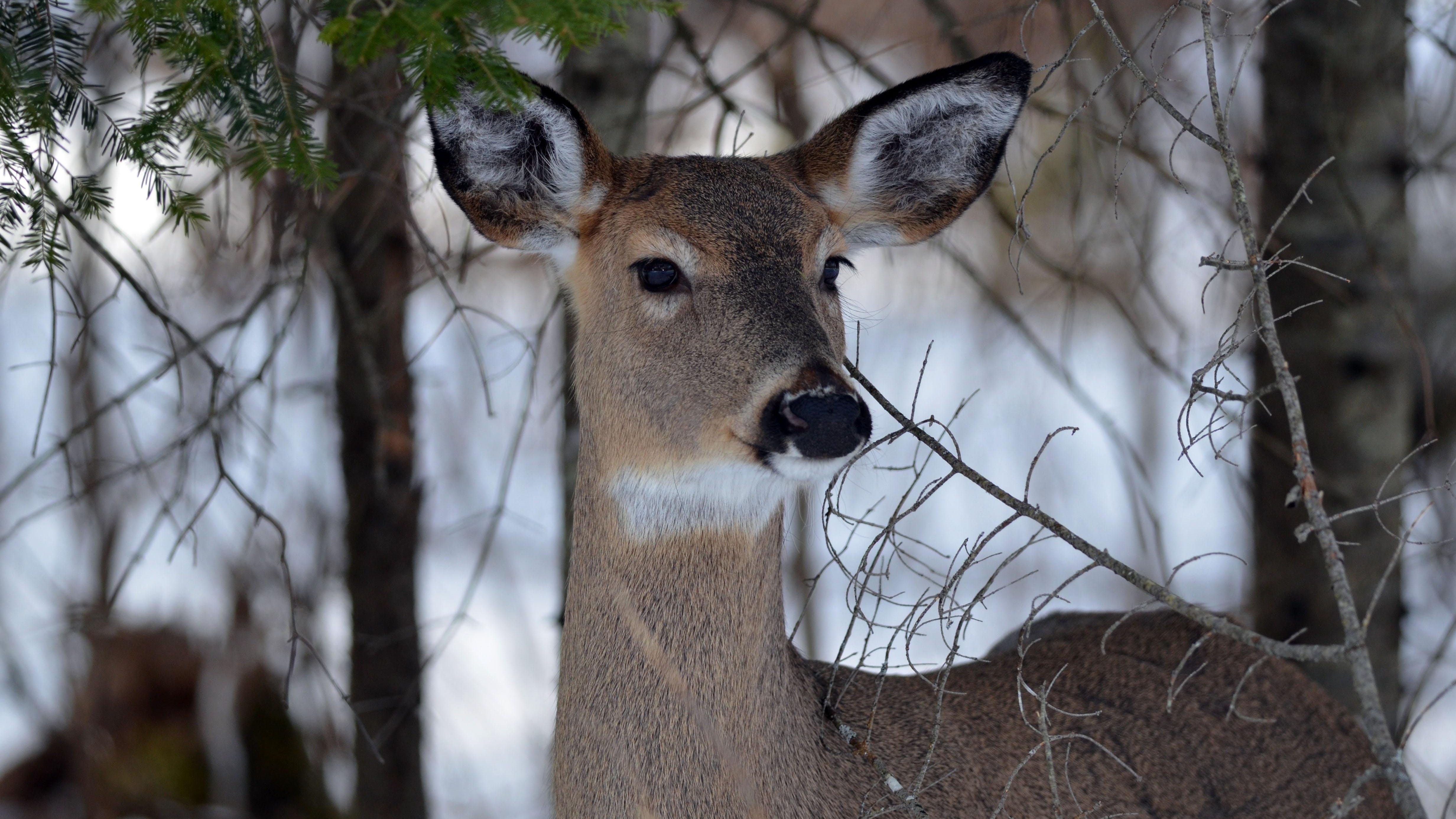 State OKs measures to stop chronic wasting disease in deer