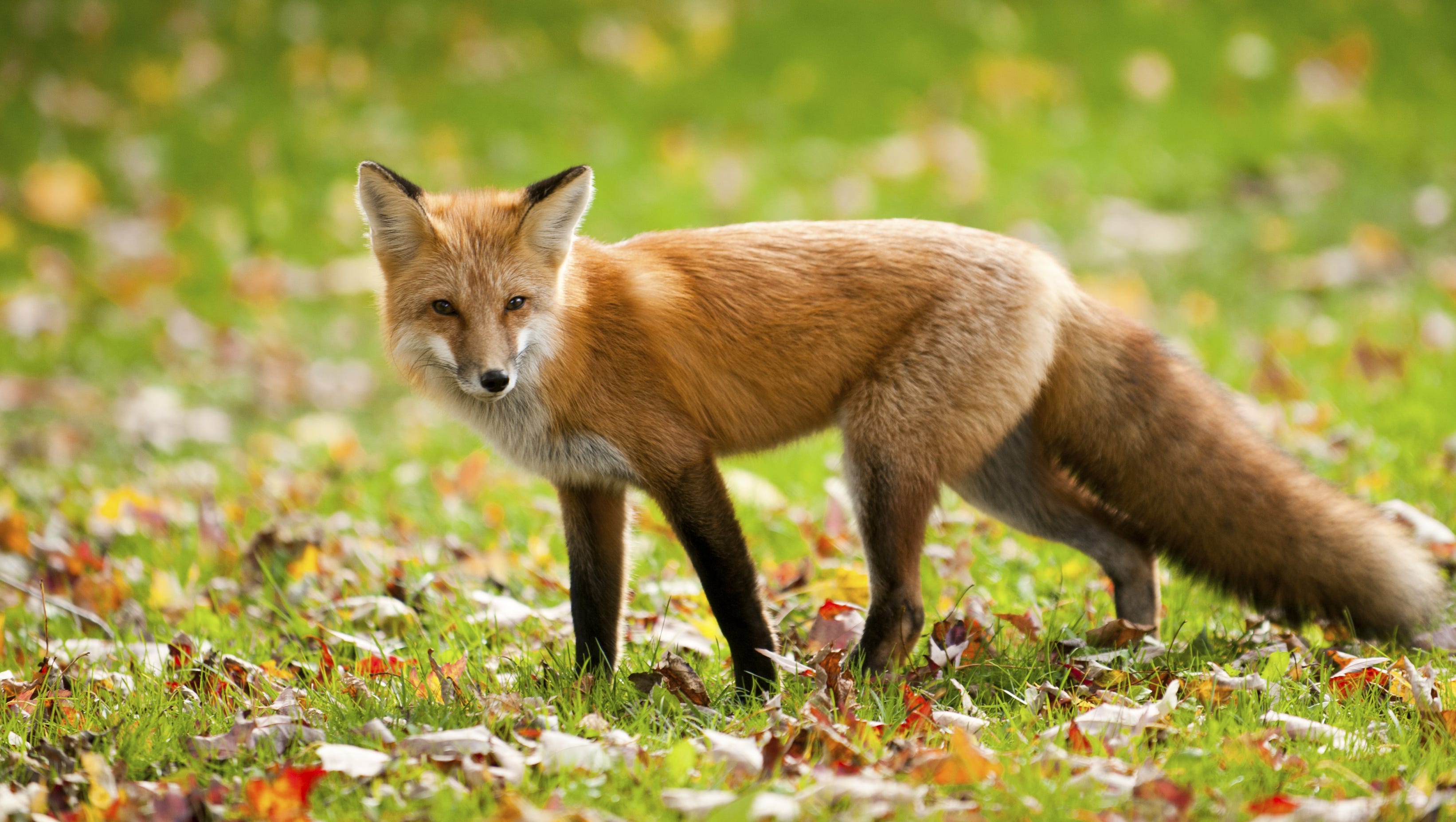 Tompkins County animal screams in the night attributed to red foxes Tompkins County animal screams in the night attributed to red foxes