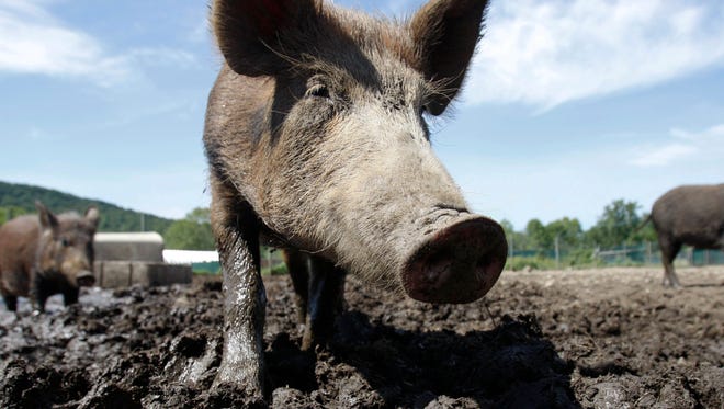 Feral swine do more than $1.5 billion a year in damage around the country, and scientists are taking what could be a big step toward controlling them.
